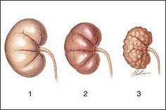 Kidneys All Feline Hospital located 2300 S. 48th St. Suite 3 Lincoln NE 68506